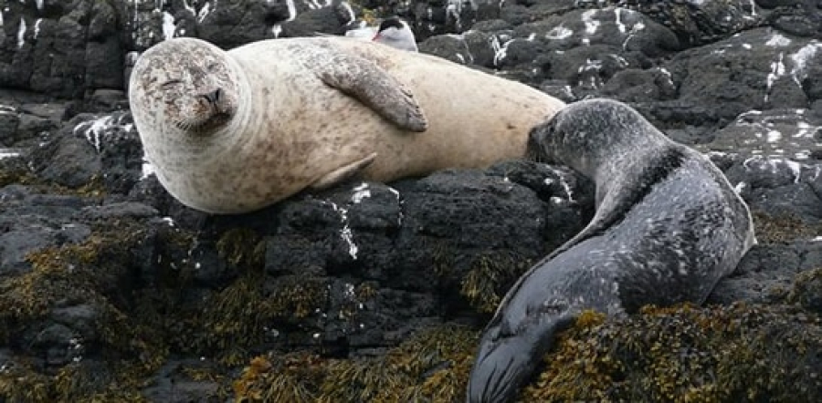 Mortes brutais de focas intrigam cientistas e descoberta revela comportamento chocante na natureza