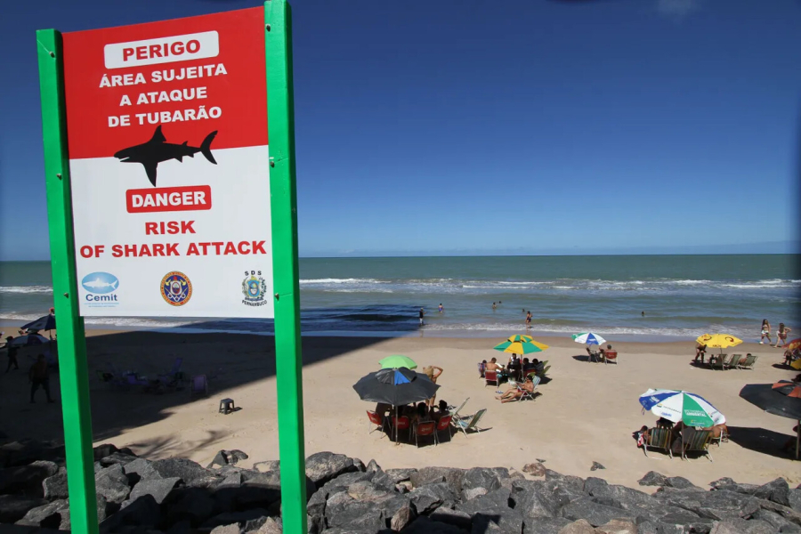 Ataques de tubarão voltam a assustar Pernambuco após dois casos graves em menos de 48 horas