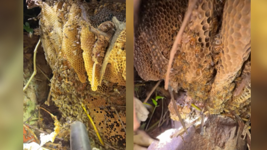 Idoso morre após ataque de abelhas ao tentar retirar colmeia em terreno baldio no Guarujá