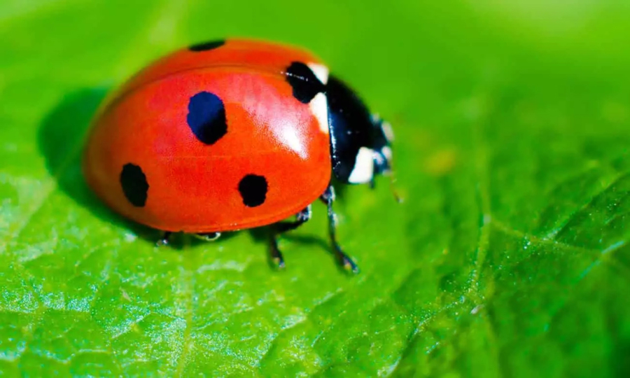 Joaninhas ajudam a proteger lavouras no Brasil