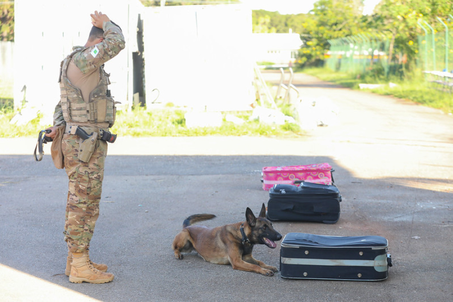 Cães policiais ampliam combate ao crime no DF