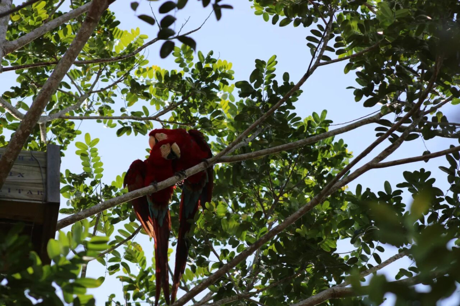 Arara-vermelha-grande volta a nascer na Mata Atlântica após quase 200 anos