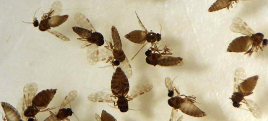  Goiás confirma primeiro caso de febre Oropouche