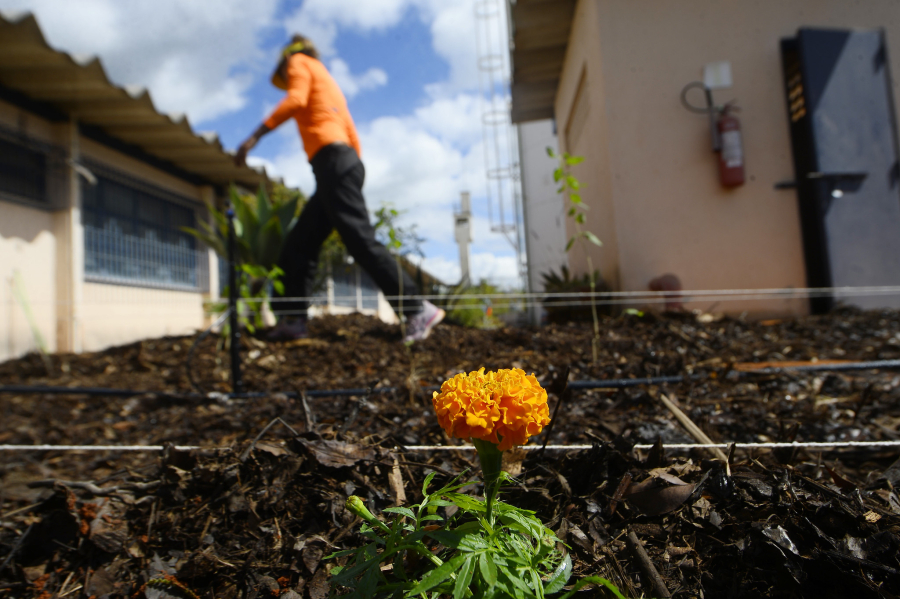 Horto agroflorestal chega à Papuda e amplia ressocialização no sistema prisional do DF